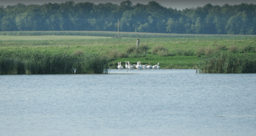 A serene lake scene with white birds gathered near the shore, surrounded by lush green fields and trees in the background.