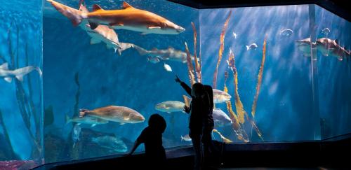 Children observe various sharks and fish swimming in a large aquarium, with sunlight filtering through the water.