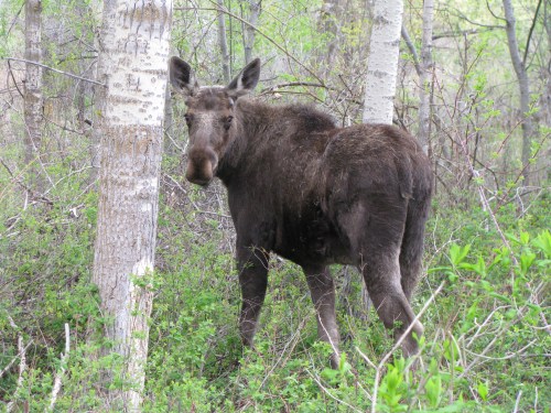 A moose stands among trees and greenery, looking back at the camera in a natural forest setting.