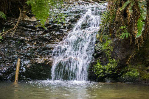 A serene waterfall cascading over rocks into a calm pool, surrounded by lush green ferns and foliage.