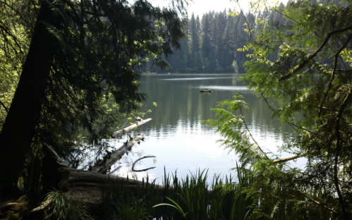 A serene lake surrounded by trees, reflecting the sunlight and greenery, with a log and plants in the foreground.
