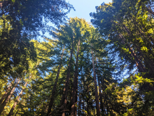 Looking up at tall trees in a dense forest, with sunlight filtering through the leaves against a clear blue sky.