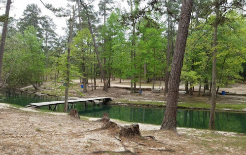 A serene forest scene with a calm green pond, surrounded by tall trees and a wooden dock.