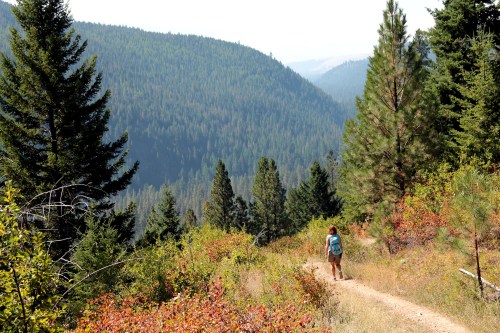A hiker walks along a trail surrounded by lush green trees and rolling hills in a scenic forest landscape.