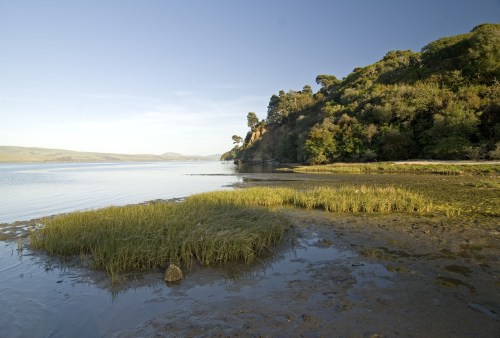 A serene coastal landscape with grassy patches, calm water, and a wooded hillside under a clear blue sky.