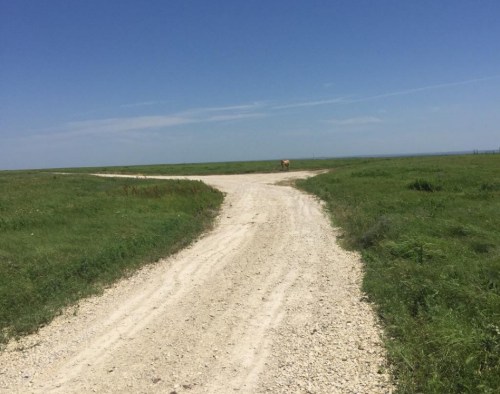 A dirt road splits into two paths, surrounded by green grass and a clear blue sky.