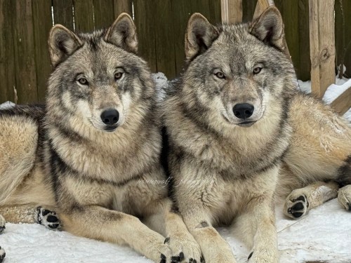 Two gray wolves sit side by side on snow, looking directly at the camera with a wooden fence in the background.