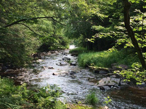 A serene river flows through a lush green forest, surrounded by rocks and vibrant foliage.
