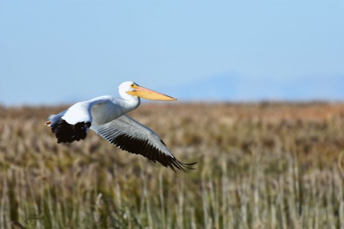 A white pelican in flight over a grassy wetland, with a clear blue sky in the background.