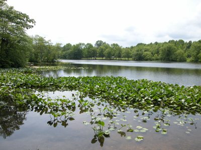 A serene lake surrounded by lush greenery and lily pads under a cloudy sky.