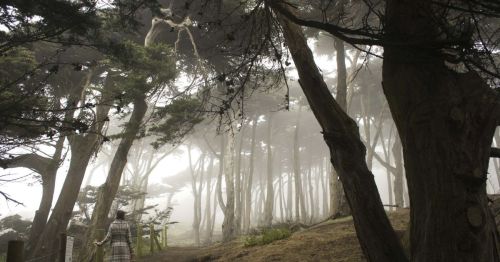 A person walks along a misty path in a forest with tall, leaning trees.