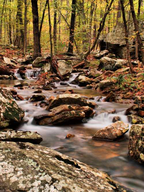 A serene forest scene featuring a flowing stream surrounded by rocks and vibrant autumn foliage.