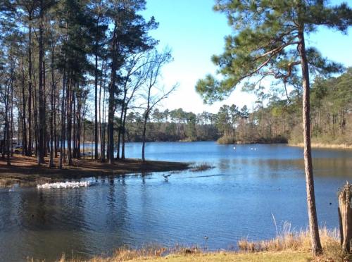 A serene lake surrounded by tall trees, with clear blue water and a few swans swimming in the distance.
