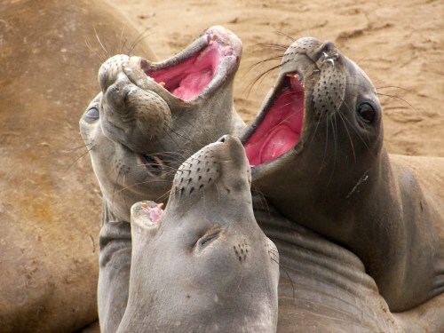 Three sea lions with open mouths, appearing to vocalize, resting on a sandy beach.