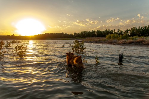 A dog wades through water at sunset, with trees silhouetted against the colorful sky.