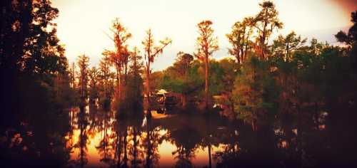 Sunset over a tranquil swamp, with trees reflecting in calm water, creating a serene and picturesque landscape.