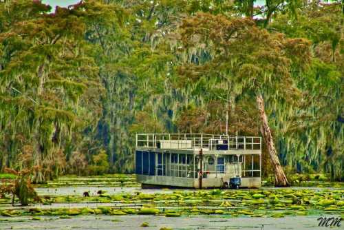 A houseboat surrounded by lush greenery and water lilies in a serene, swampy landscape.