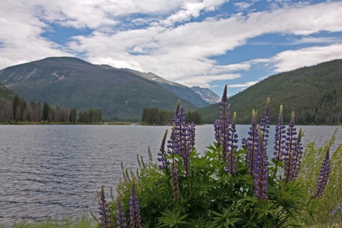 A serene lake surrounded by mountains, with vibrant purple flowers in the foreground under a cloudy sky.