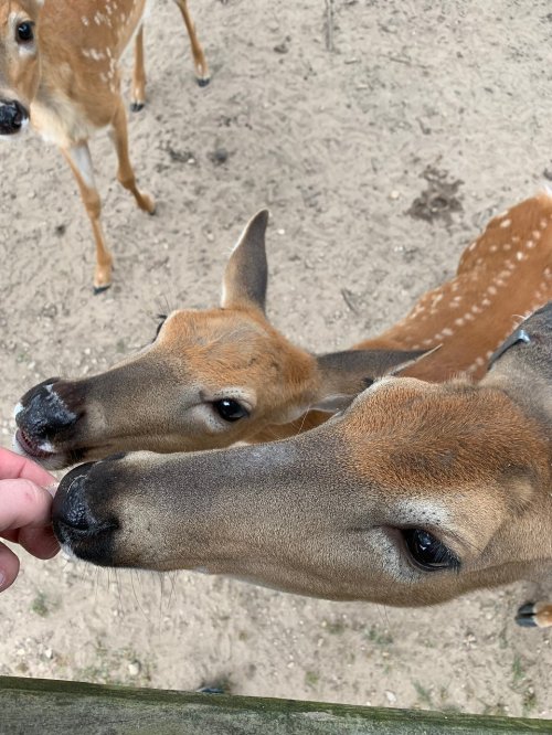 Two deer gently nibble from a person's hand, surrounded by a sandy area.