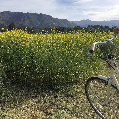 A bicycle stands beside a vibrant yellow flower field with mountains in the background under a clear sky.