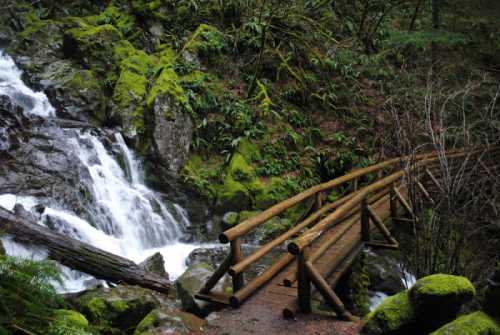 A wooden bridge crosses a stream surrounded by lush greenery and moss-covered rocks in a serene forest setting.