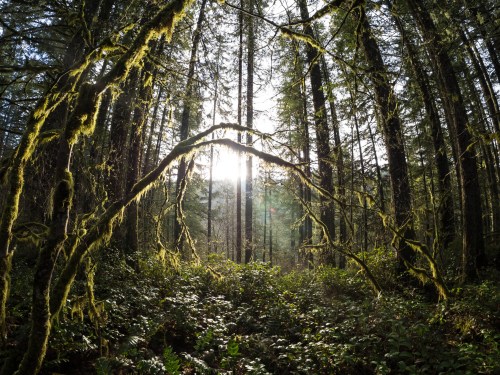 Sunlight filters through tall trees in a lush, green forest, with moss-covered branches creating a serene atmosphere.