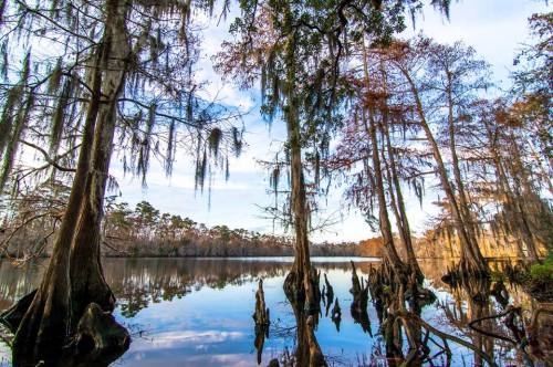 A serene lake surrounded by cypress trees, reflecting the sky and foliage in calm waters.