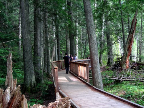 A wooden walkway through a lush green forest, with people walking and tall trees surrounding the path.