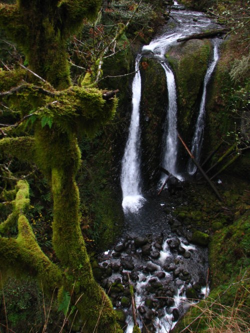 A serene waterfall cascades down moss-covered rocks, surrounded by lush greenery and a rocky stream below.