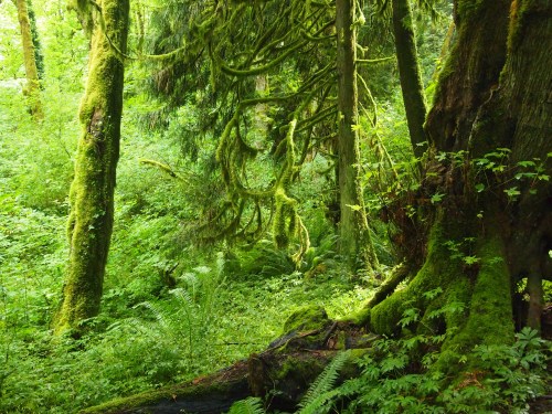 Lush green forest with tall trees covered in moss and ferns, creating a serene, vibrant natural landscape.