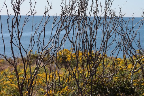 A coastal scene featuring bare branches in the foreground and vibrant yellow flowers against a blue ocean backdrop.