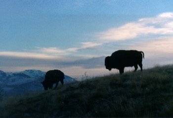 Silhouettes of two bison grazing on a hillside against a backdrop of mountains and a colorful sky at dusk.