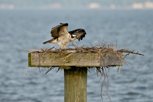 An osprey stands on a nest made of twigs atop a wooden post, with water in the background.