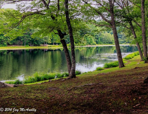 A serene lakeside scene with trees reflecting in calm water, surrounded by lush greenery.