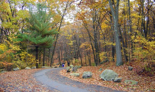A winding path through a colorful autumn forest, with trees shedding leaves and two people walking in the distance.