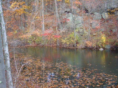 A serene pond surrounded by trees with vibrant autumn foliage reflecting on the water's surface.