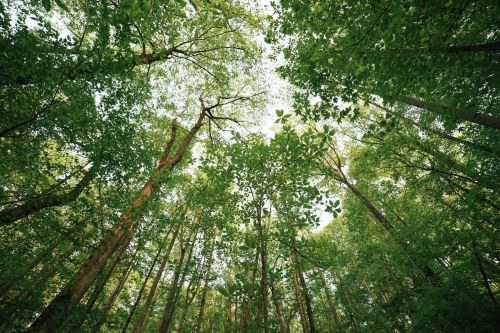 Looking up at a lush green forest canopy with sunlight filtering through the leaves.