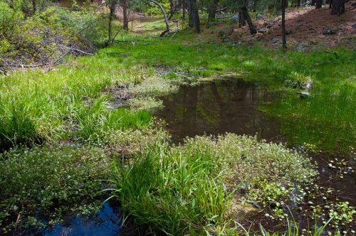 A serene pond surrounded by lush green grass and small plants, set in a wooded area.