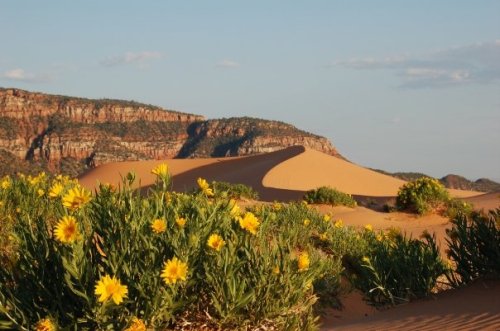 A desert landscape featuring golden flowers in the foreground and towering sand dunes against a rocky backdrop.