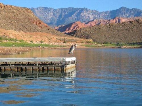A bird perched on a dock by a calm lake, surrounded by rocky mountains and clear blue skies.