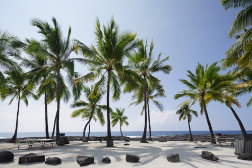 A serene beach scene with tall palm trees and a clear blue sky overlooking the ocean.