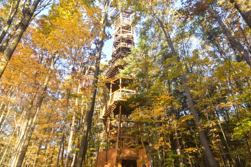 A tall wooden observation tower surrounded by vibrant autumn trees in a forest.