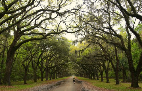 A serene dirt road lined with lush, moss-covered trees creating a natural canopy overhead.
