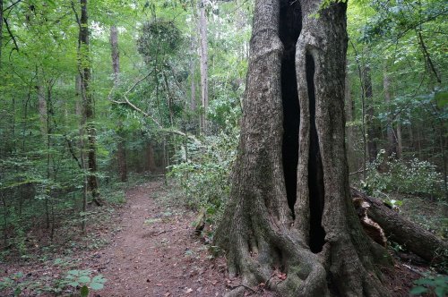 A large, hollow tree stands beside a dirt path in a lush green forest, surrounded by dense foliage.
