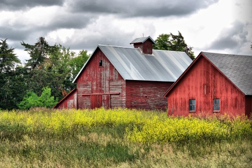 A red barn surrounded by tall grass and yellow wildflowers under a cloudy sky.