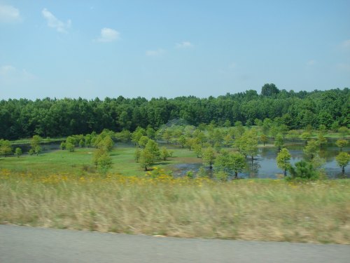 Lush green landscape with small trees and a pond, under a clear blue sky. Wildflowers bloom in the foreground.