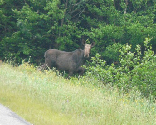 A moose standing near a roadside, surrounded by green foliage and tall grass.