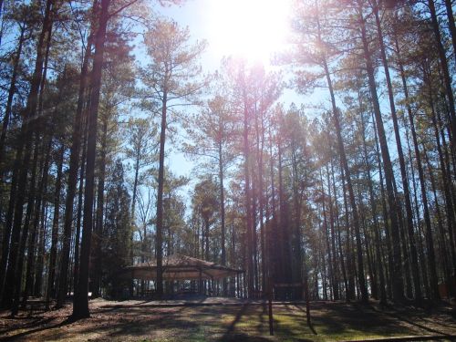 A sunlit forest with tall pine trees and a gazebo in the background, creating a serene outdoor setting.