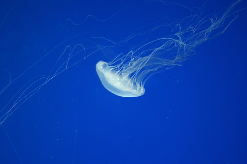 A translucent jellyfish gracefully swims against a deep blue background, with long, flowing tentacles trailing behind.