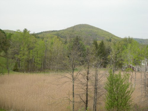 A serene landscape featuring a grassy field, sparse trees, and a distant green hill under a cloudy sky.